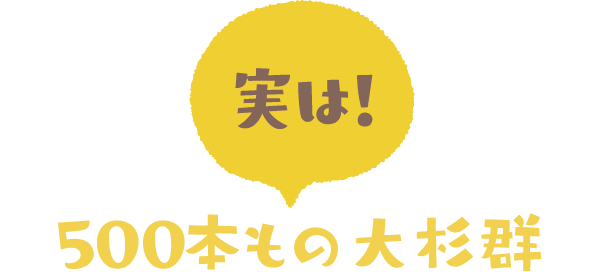 500本もの大杉群